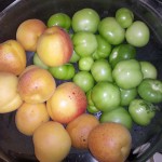 Med diet and cancer