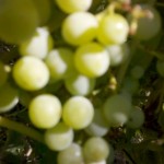 Grapes and skin cancer