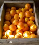 citrus and Huntington's disease