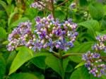 Chinese herb at Jekkas Herb Farm