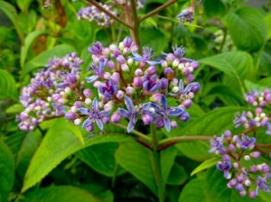 Photo by Jekkas Herb Farm