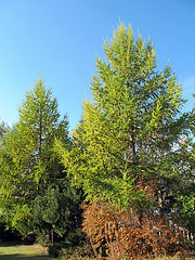 Larch tree prevents respiratory infections