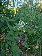 herbs speed up healing after heart attack