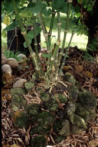 Kava kava medicinal value