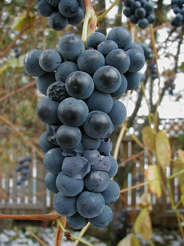 grape seed extract and menopause