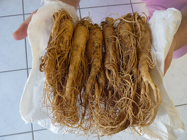 fermented red ginseng