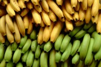 bananas and organic cultivation