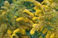 goldenseal potent antiviral and antibiotic