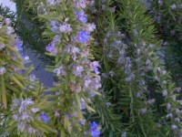 rosemary boosts memory and may prevent Alzheimer's