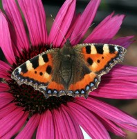 organic farming biodiversity