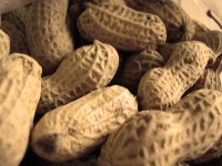 high-oleic peanuts reduce body fat and increase fat oxidation