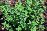 thyme COX-2 inhibitor, menses pain relief