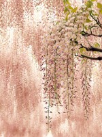 wisteria selectively binds to skin cancer cells