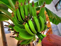 are GMO bananas a good idea?
