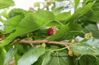 mulberry leaf reduces weight and blood sugar
