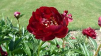 red peony root hepatitis