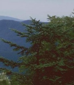 Pine bark and cognition Pycnogenol and cognition