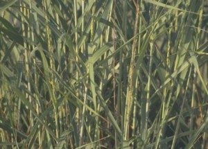 Rice and Arsenic Arsenic in orgranic rice