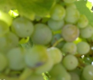 wild grape pomace and dental caries wild grape and cavities