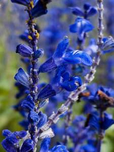 indigo inhibits cancer