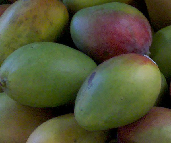 Mangoes cancer research