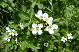 watercress inhibits cancer