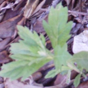 Mugword and asthma Moxibustion and asthma