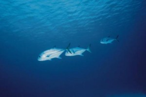 radioactive toxic tuna tuna mercury and radiactivity