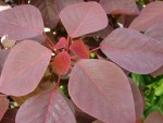 Euphorbia treats 7 conditions Liver cancer and Euphorbia