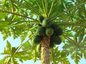 Fermented papaya's boost immunity.