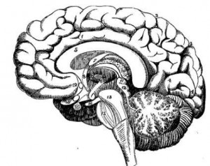 neuroinflammation Neuroinflammation mental disease