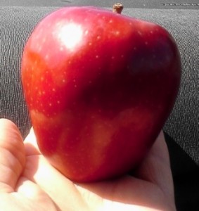 organic foods organic versus conventional foods
