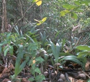 Australian rainforest herbs cancer and Australian rainforest herbs