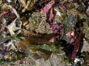 seaweed and gum disease seaweeds and periodontal disease