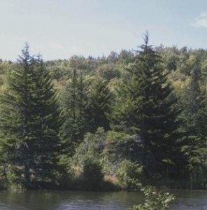 pine bark extract and asthma asthma and pine bark