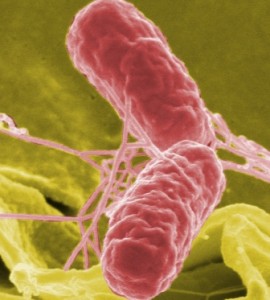 prebiotics and spruce tree extract New prebiotic found