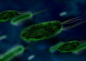Probiotic bacteria reduce allergies