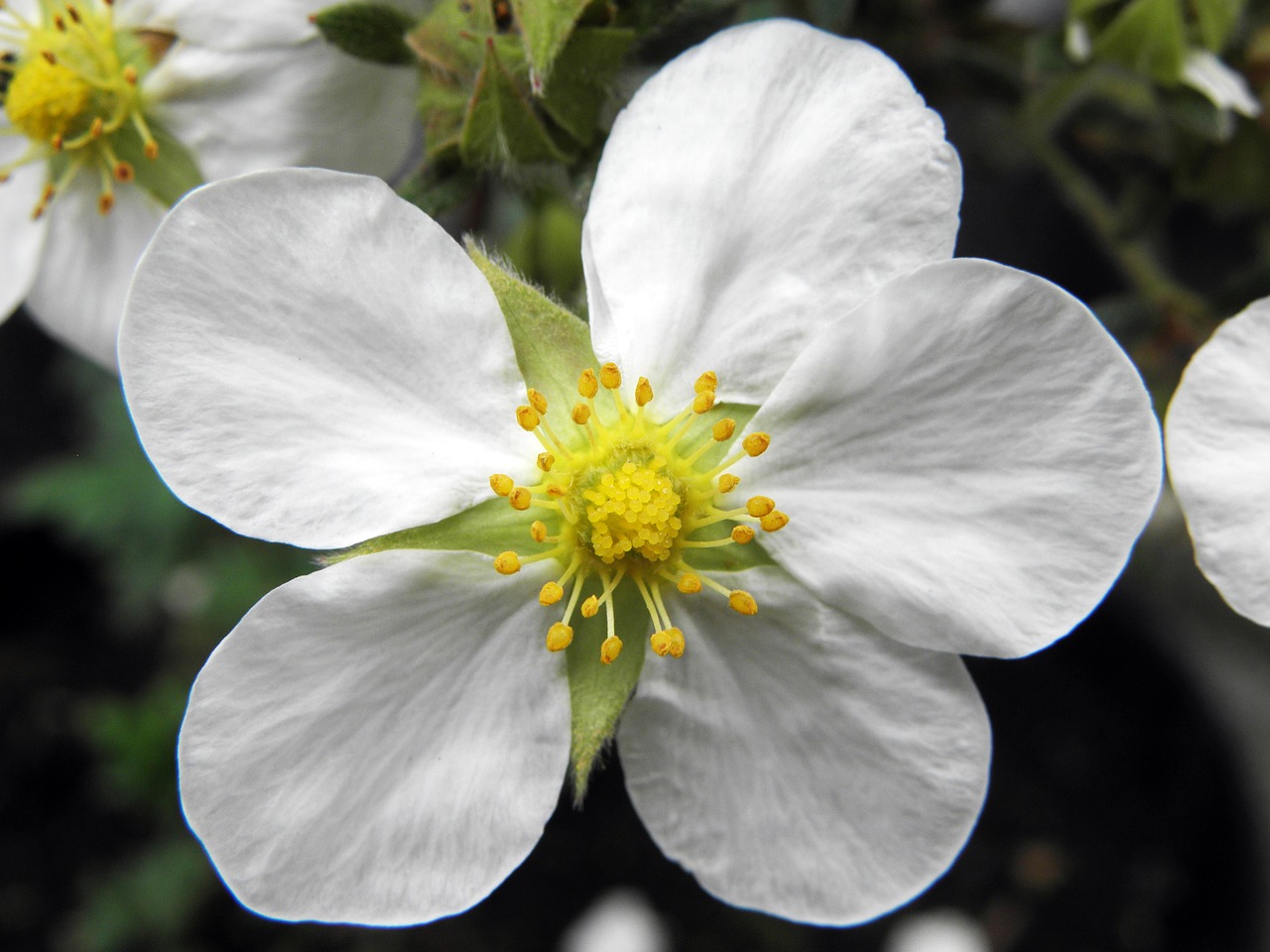 White cinquefoil root: use in traditional medicine 41 White cinquefoil root: use in traditional medicine 54
