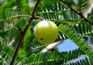 triphala gum disease amla
