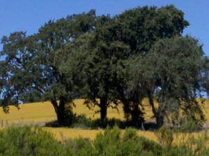 trees produce calming effects trees decrease crime