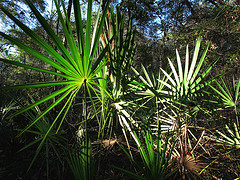 BPH treated by saw palmetto