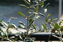 olive leaf type 1 diabetes