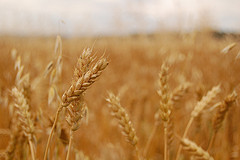 fermented wheat extract treats cancer