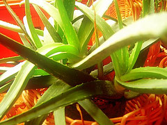 decade of aloe vera medical researdch