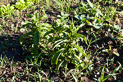 stevia treats diabetes