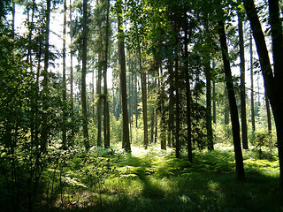 Forest Walking lowers anxiety