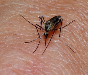 artemnisia (wormwood) for dengue fever