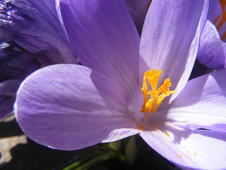 heat shock proteins and saffron