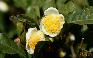 Green tea - Camellia sinensis - H. pylori