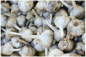 aged garlic reduces blood pressure